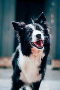 Dog outdoors for article about how dogs may see ultraviolet light and experience the world differently.
