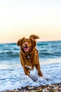 Happy Healthy Dog