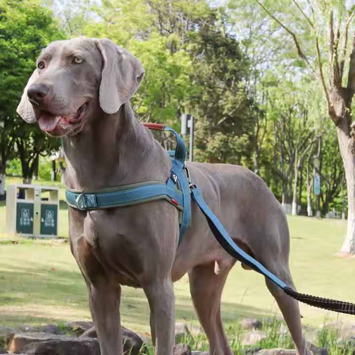 Dog Harness - PetProtection