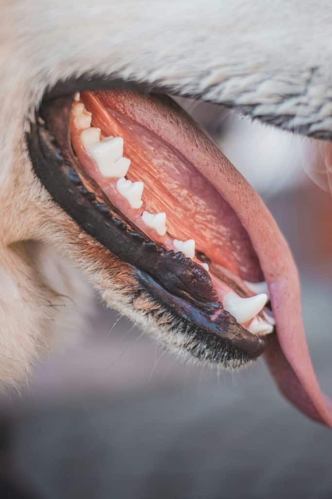 Why Seaweed Is Becoming a Go-To Ingredient for Pet Dental Care 1 Clean dogs teeth 2 PetProtection