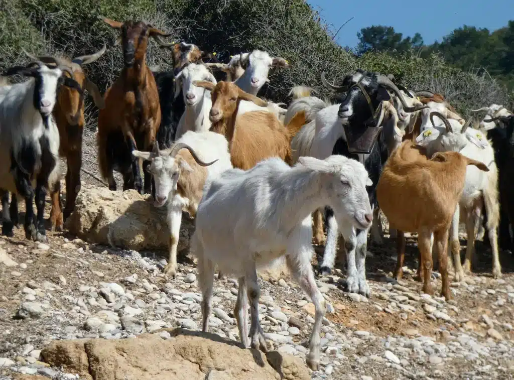 Fortified Goat’s Milk Powder for Dogs & Cats: Benefits, Science & How It Supports Pet Health 1 Goats