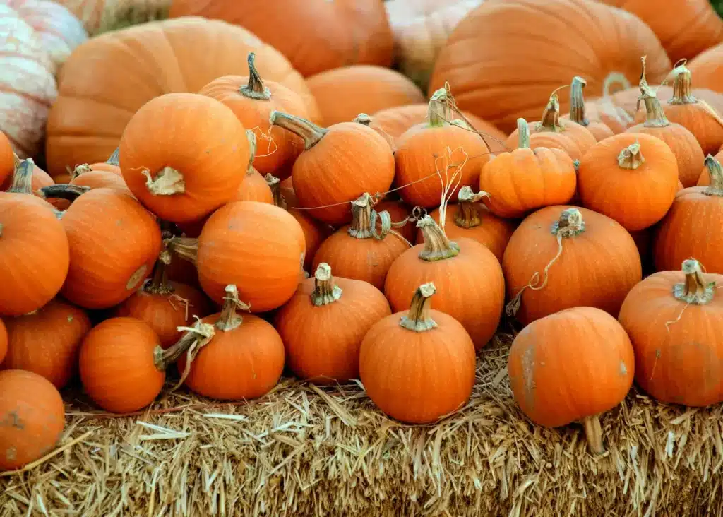 Best Supplements for Dogs with Sensitive Stomachs 1 Pumpkins