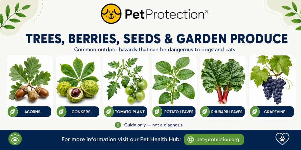 Common UK Plants and Fungi That Can Be Dangerous for Dogs and Cats 7 PetProtection infographic showing trees, berries, seeds and garden produce that can be dangerous to dogs and cats, including acorns, conkers, tomato plants, potato leaves, rhubarb leaves and grapevines.