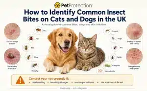 Common insect bites on cats and dogs in the UK, with examples of bite marks, fleas, ticks, bees, wasps and other insects.